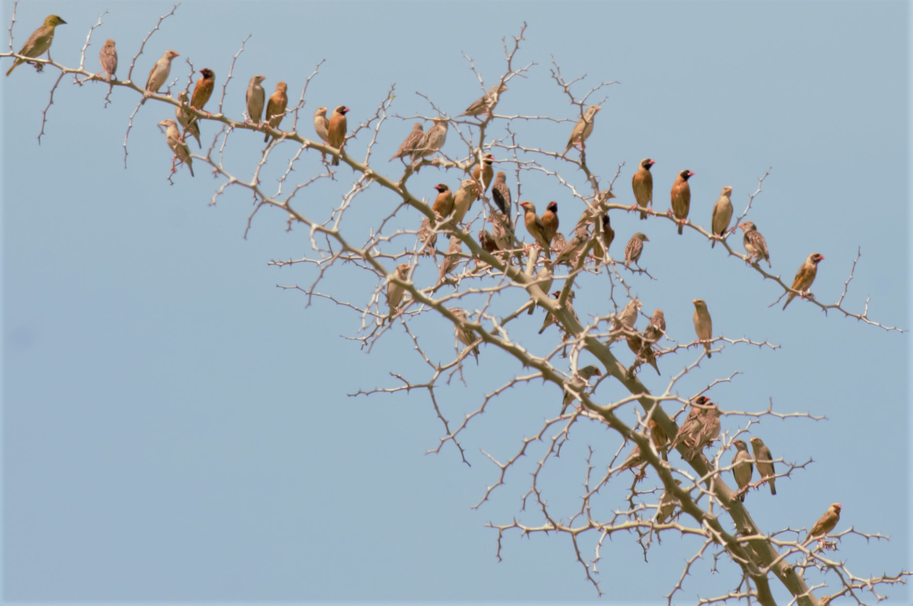 Travailleurs à bec rouge en plumage nuptial (Red-billed queleas, Quelea quelea), Brousse de Somone, Région de Thiès, Sénégal.